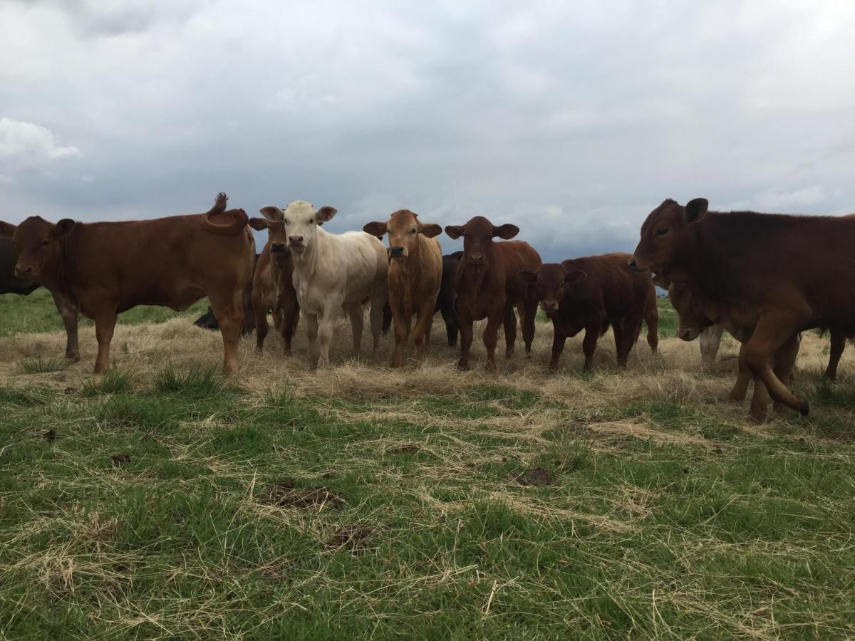 La Vista Farm Stay إرميلو المظهر الخارجي الصورة